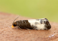 49.292 BF1174 Notocelia cynosbatella