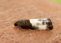 49.292 BF1174 Notocelia cynosbatella