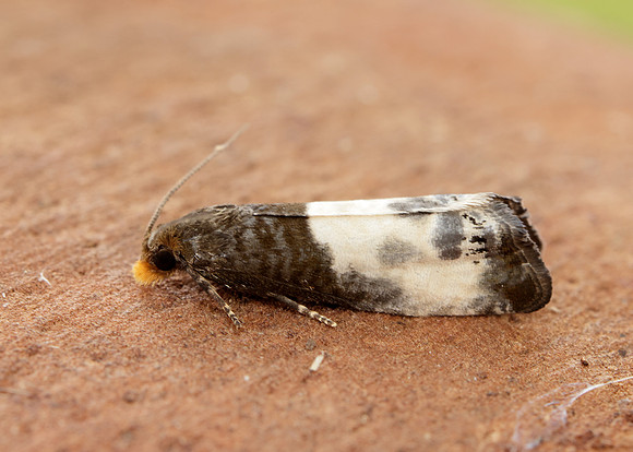 49.292 BF1174 Notocelia cynosbatella