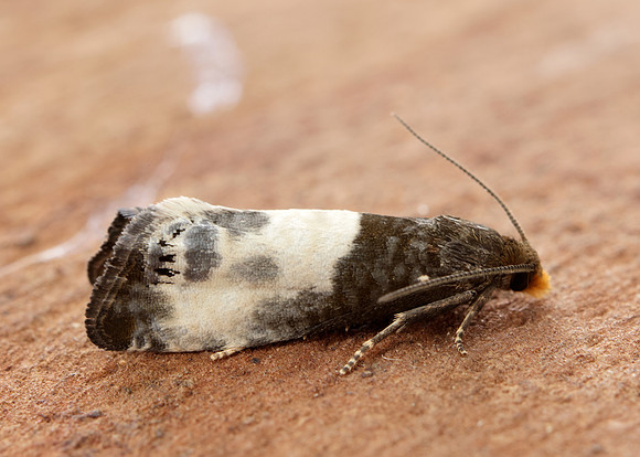 49.292 BF1174 Notocelia cynosbatella
