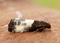 49.292 BF1174 Notocelia cynosbatella