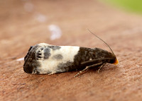 49.292 BF1174 Notocelia cynosbatella