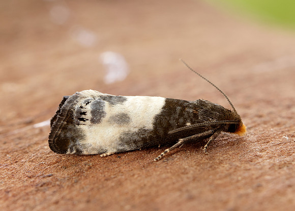 49.292 BF1174 Notocelia cynosbatella