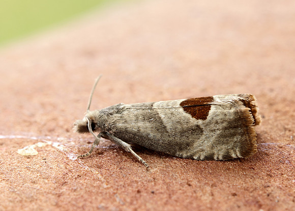 49.294 BF1175 Bramble Shoot Moth Notocelia uddmanniana