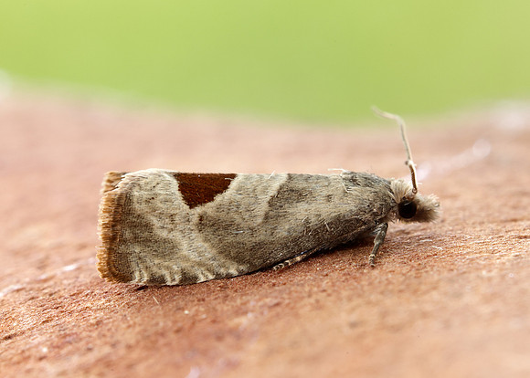 49.294 BF1175 Bramble Shoot Moth Notocelia uddmanniana