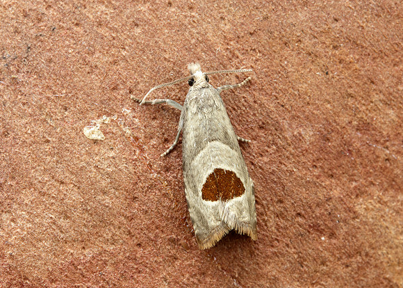 49.294 BF1175 Bramble Shoot Moth Notocelia uddmanniana