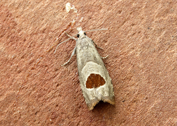 49.294 BF1175 Bramble Shoot Moth Notocelia uddmanniana