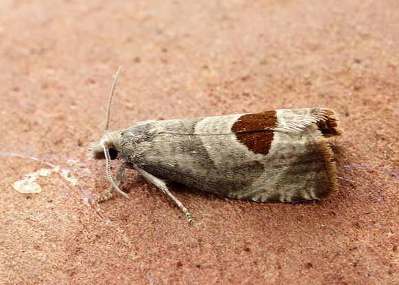 49.294 BF1175 Bramble Shoot Moth Notocelia uddmanniana