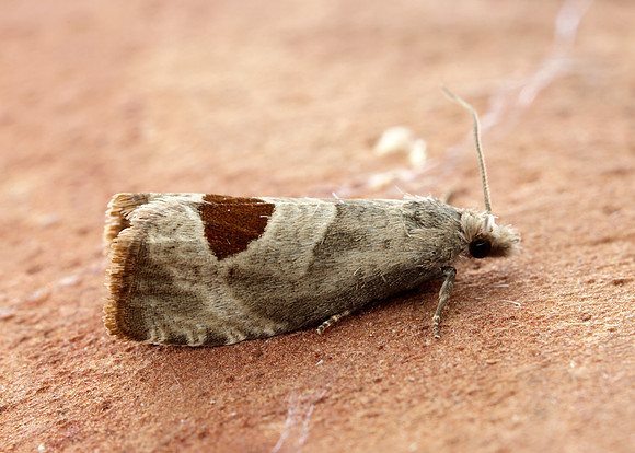 49.294 BF1175 Bramble Shoot Moth Notocelia uddmanniana
