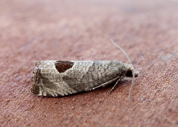 49.294 BF1175 Bramble Shoot Moth Notocelia uddmanniana