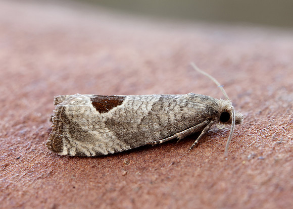 49.294 BF1175 Bramble Shoot Moth Notocelia uddmanniana