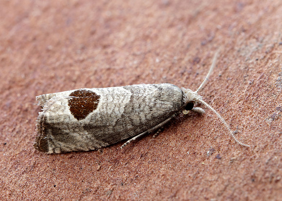 49.294 BF1175 Bramble Shoot Moth Notocelia uddmanniana