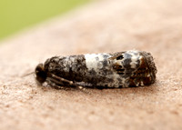 49.298 BF1176 Notocelia trimaculana