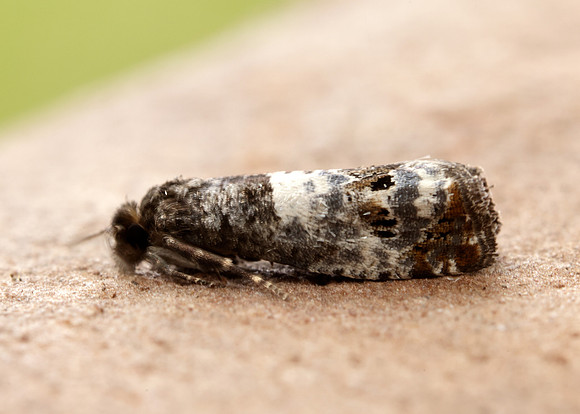 49.298 BF1176 Notocelia trimaculana