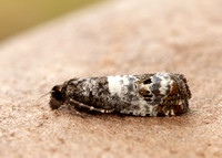 49.298 BF1176 Notocelia trimaculana