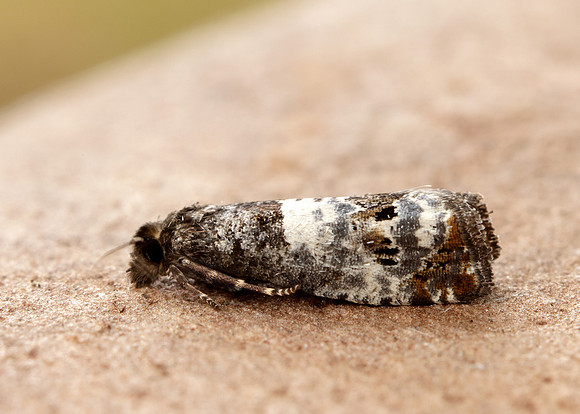 49.298 BF1176 Notocelia trimaculana