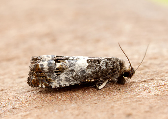 49.298 BF1176 Notocelia trimaculana