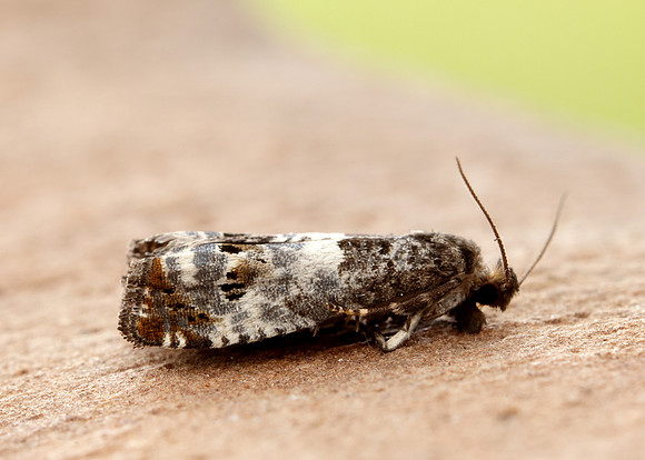 49.298 BF1176 Notocelia trimaculana