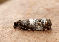 49.298 BF1176 Notocelia trimaculana