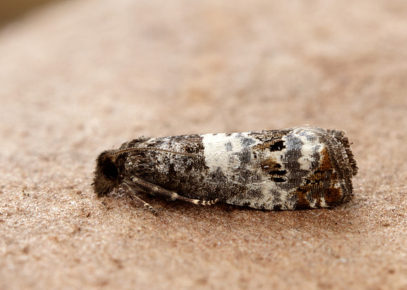 49.298 BF1176 Notocelia trimaculana