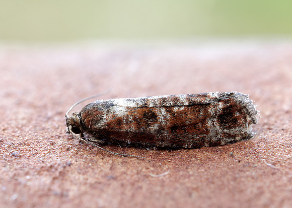 49.307 BF1212 Spotted Shoot Moth Rhyacionia pinivorana