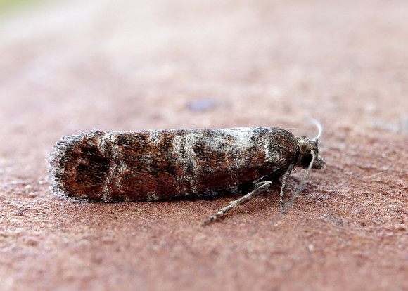 49.307 BF1212 Spotted Shoot Moth Rhyacionia pinivorana