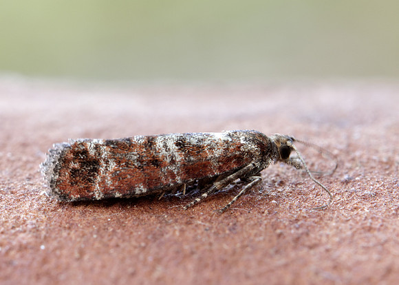 49.307 BF1212 Spotted Shoot Moth Rhyacionia pinivorana