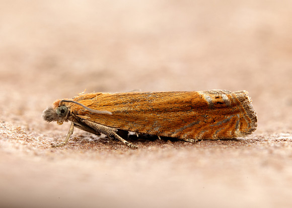 49.345 BF1219 Lathronympha strigana