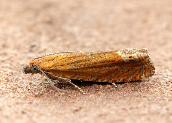 49.345 BF1219 Lathronympha strigana