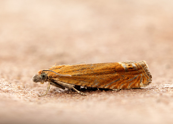 49.345 BF1219 Lathronympha strigana