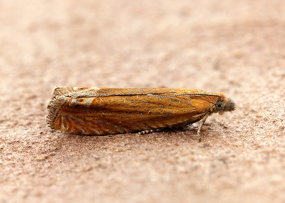 49.345 BF1219 Lathronympha strigana