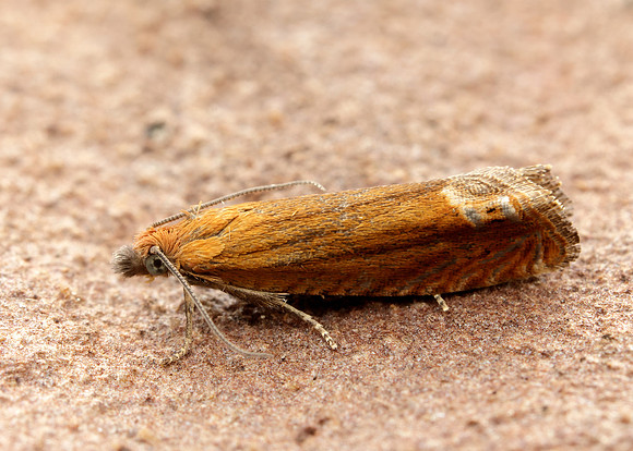 49.345 BF1219 Lathronympha strigana
