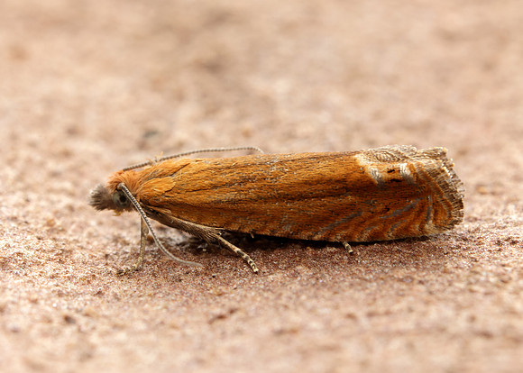49.345 BF1219 Lathronympha strigana