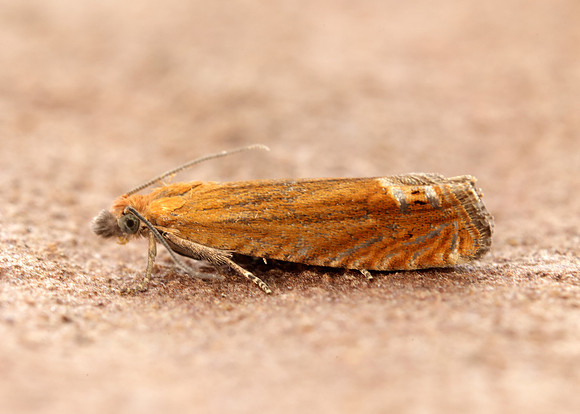 49.345 BF1219 Lathronympha strigana