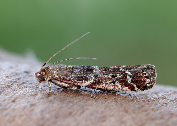 62.015 BF1462 Delplanqueia dilutella