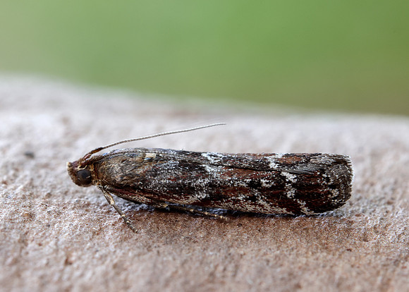 62.015 BF1462 Delplanqueia dilutella