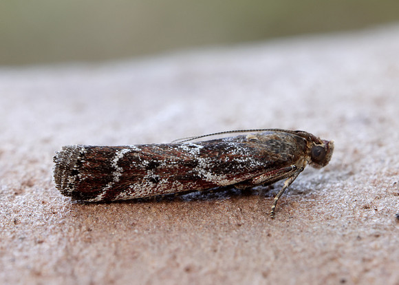 62.015 BF1462 Delplanqueia dilutella