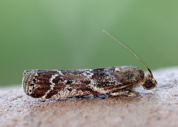 62.015 BF1462 Delplanqueia dilutella