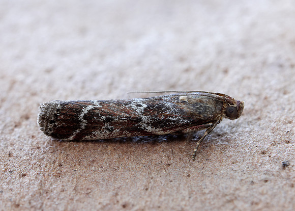 62.015 BF1462 Delplanqueia dilutella