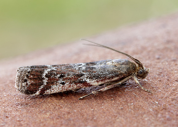 62.015 BF1462 Delplanqueia dilutella