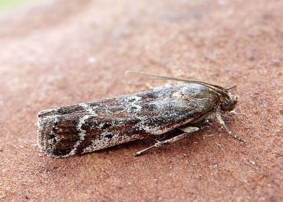 62.015 BF1462 Delplanqueia dilutella