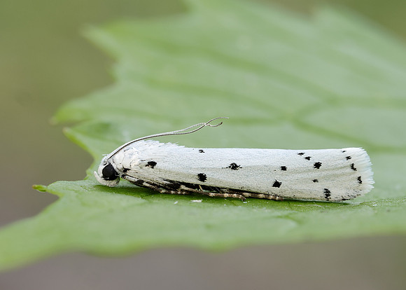 62.042 BF1458 Thistle Ermine Myelois circumvoluta