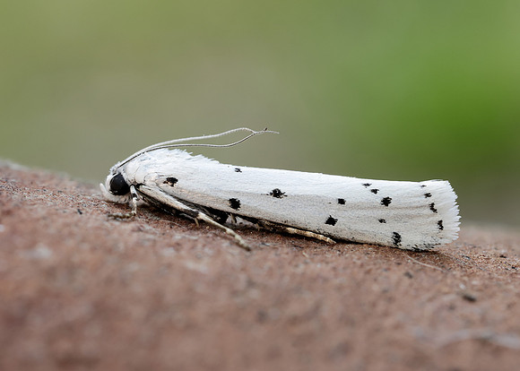 62.042 BF1458 Thistle Ermine Myelois circumvoluta