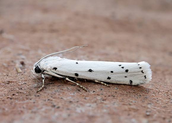 62.042 BF1458 Thistle Ermine Myelois circumvoluta