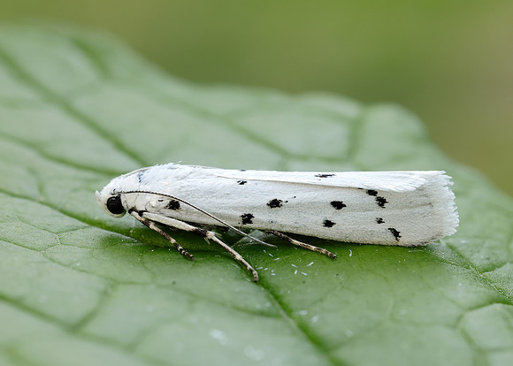 62.042 BF1458 Thistle Ermine Myelois circumvoluta