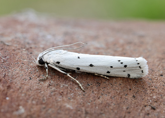 62.042 BF1458 Thistle Ermine Myelois circumvoluta