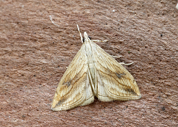 63.057 BF1356 Garden Pebble Evergestis forficalis