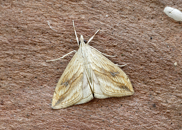 63.057 BF1356 Garden Pebble Evergestis forficalis