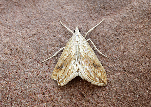 63.057 BF1356 Garden Pebble Evergestis forficalis