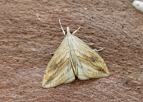 63.057 BF1356 Garden Pebble Evergestis forficalis